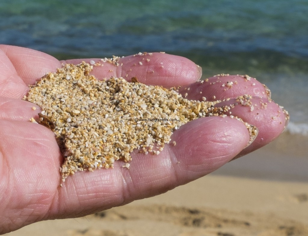 crozier.beach.6986