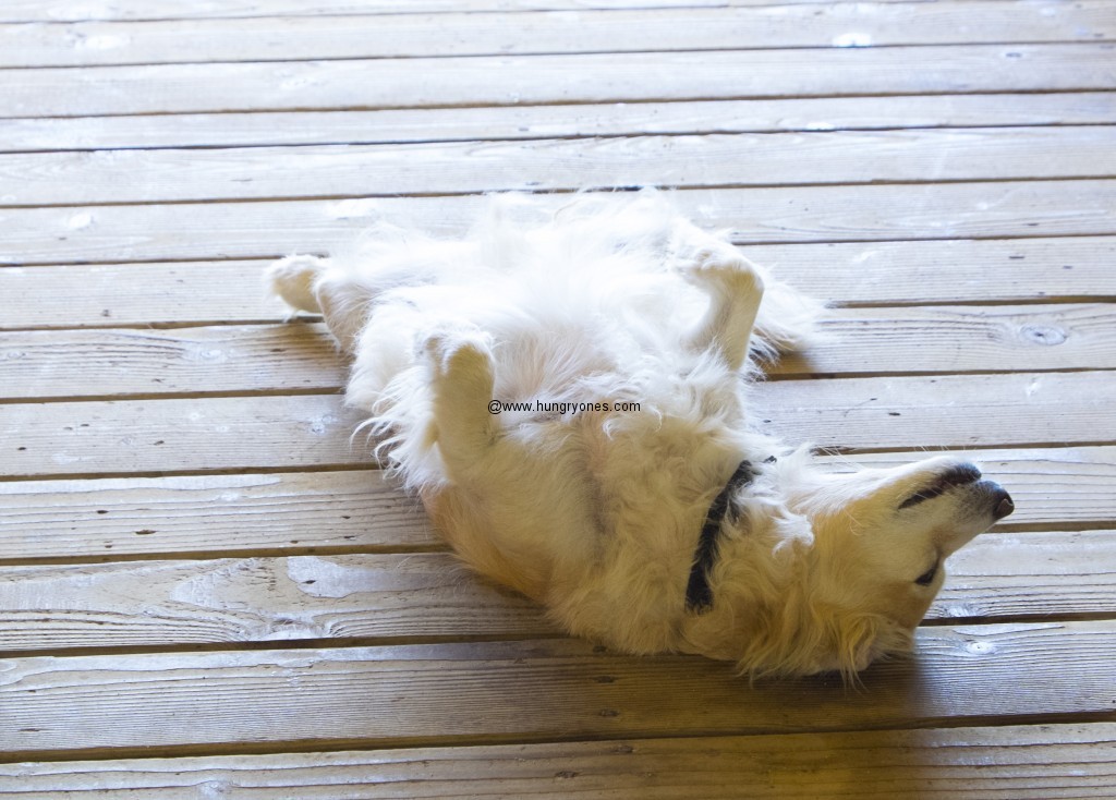 Friendly dog we shared the patio with.