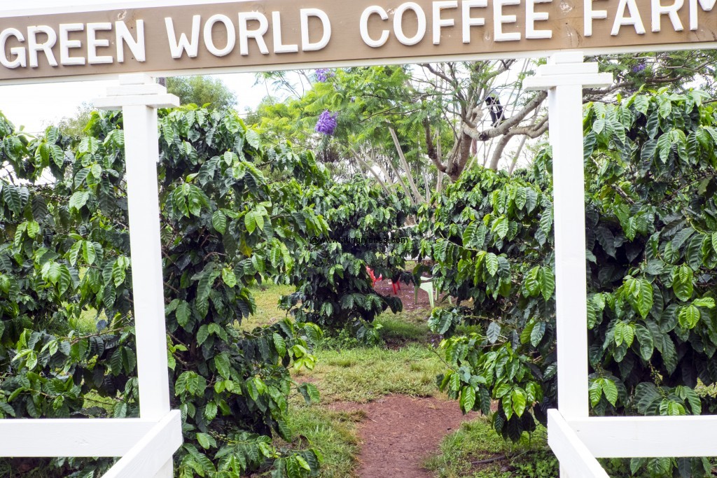 green.world.coffee.6338