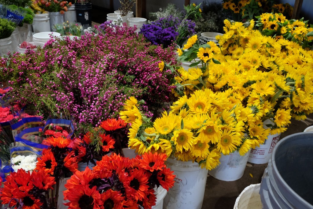 $6 for 10 sunflowers