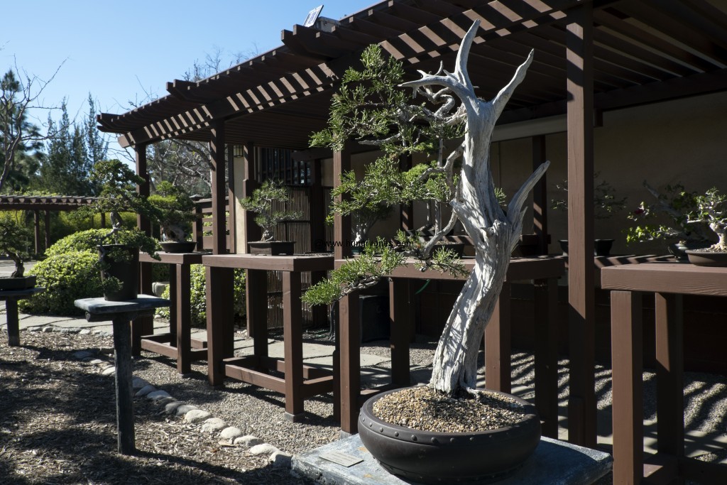 Bonsai patio