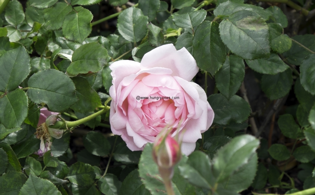 English Rose