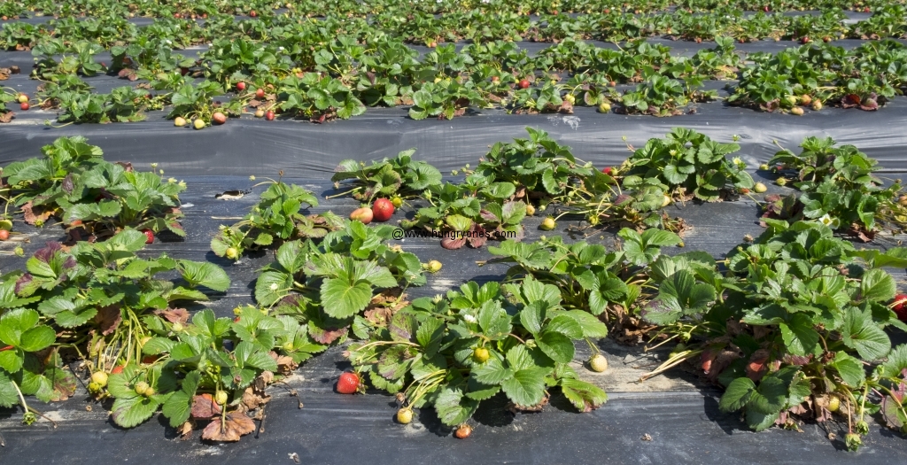 Strawberry plants!