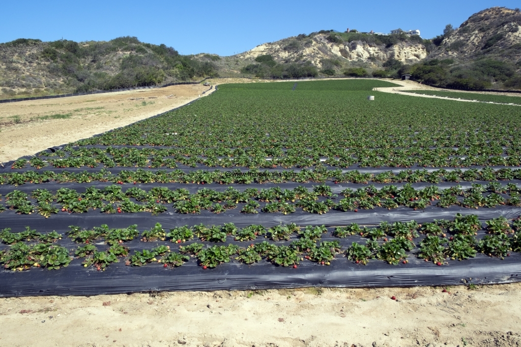 The strawberry field in the back.