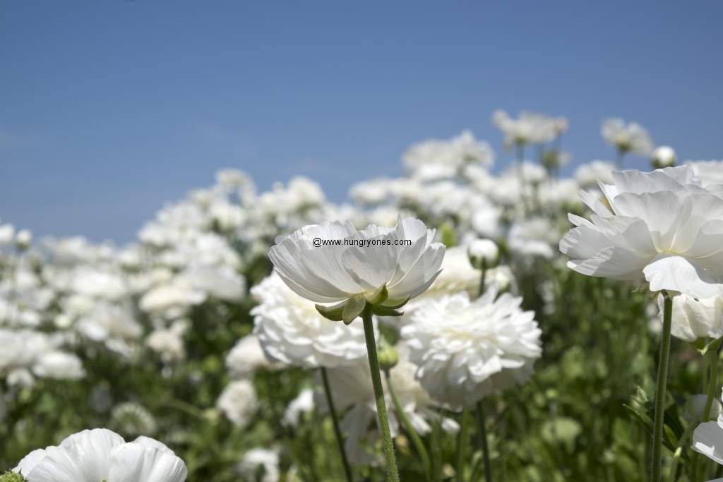 flower.fields.5864