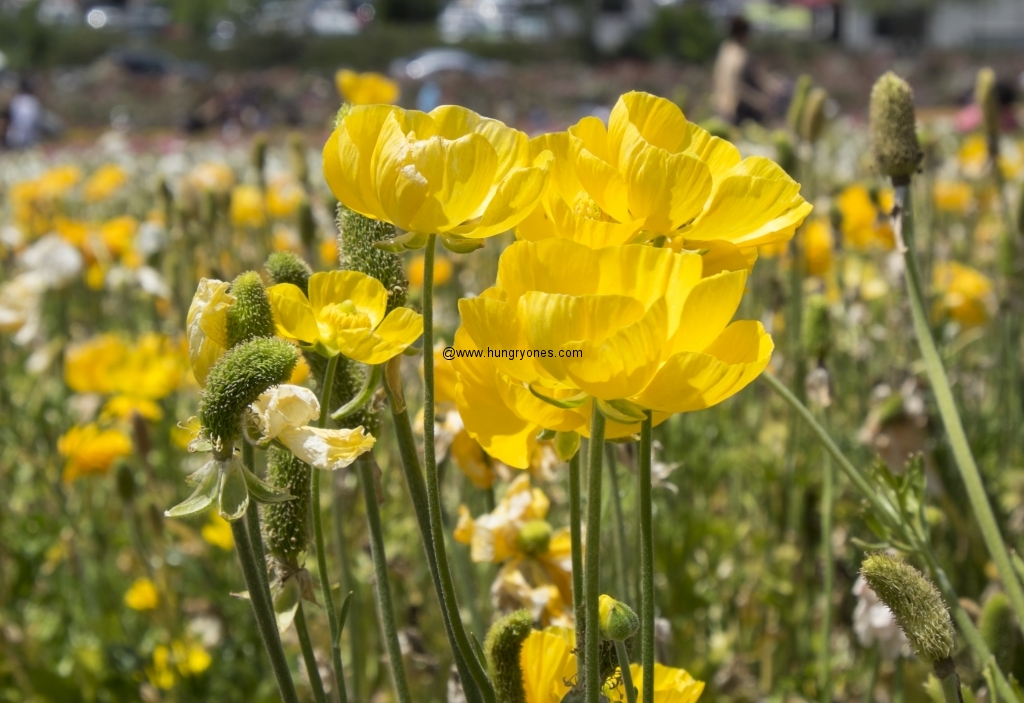 flower.fields.5936