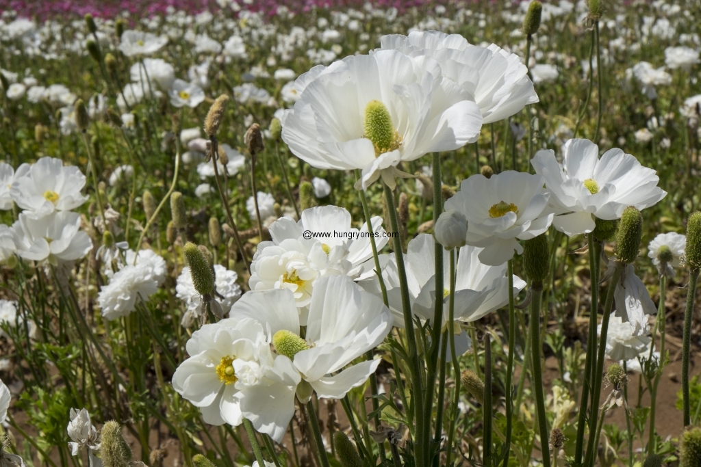 flower.fields.5952