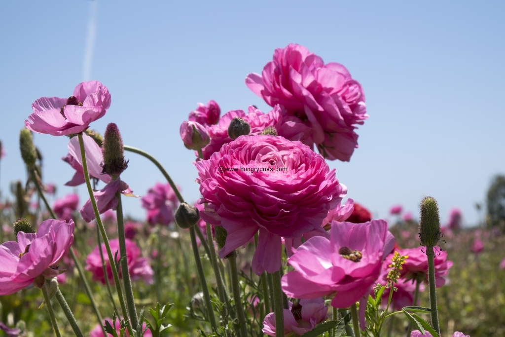 flower.fields.5967