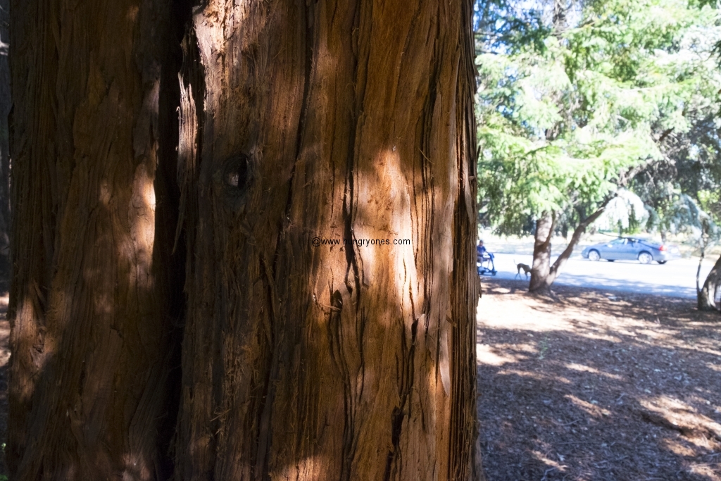 Redwood trees.