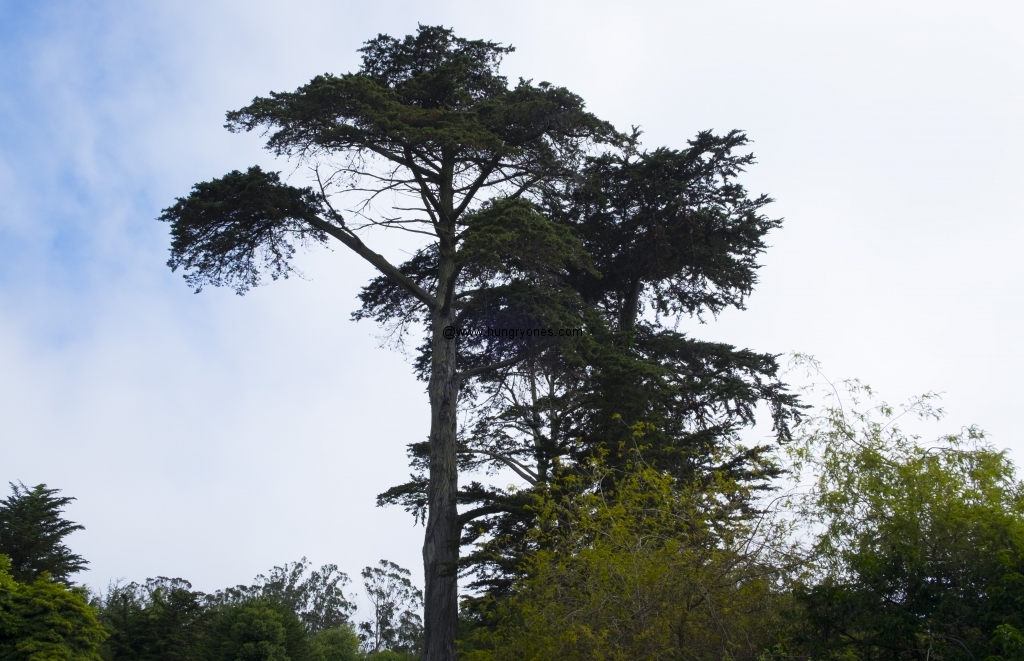 sf.botanical.garden.9389