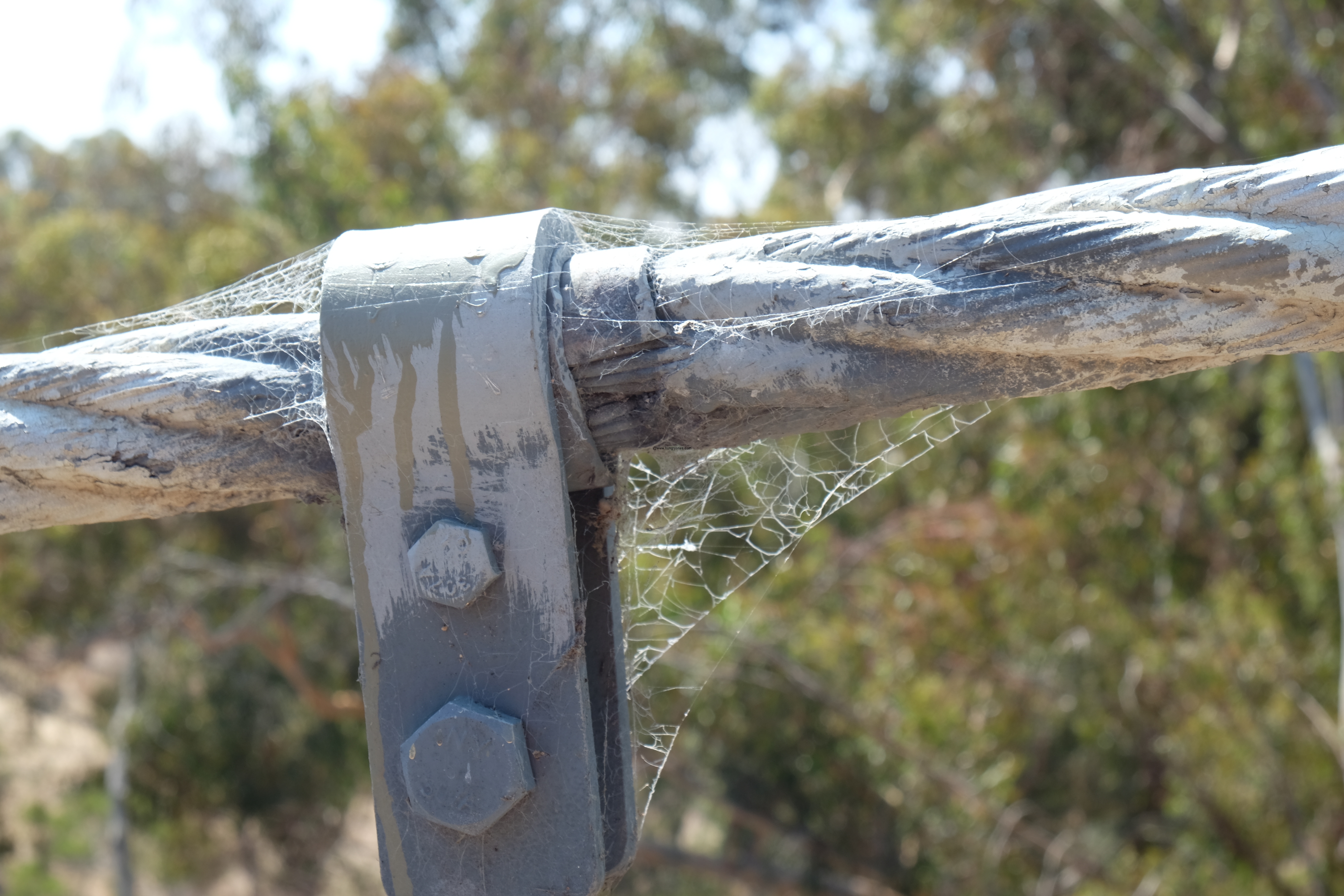 Spider web