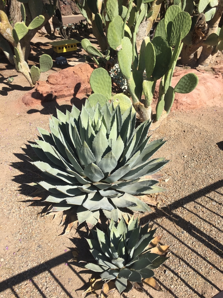 Ethel M Chocolates Cactus Garden 2 Cactus Garden Dr