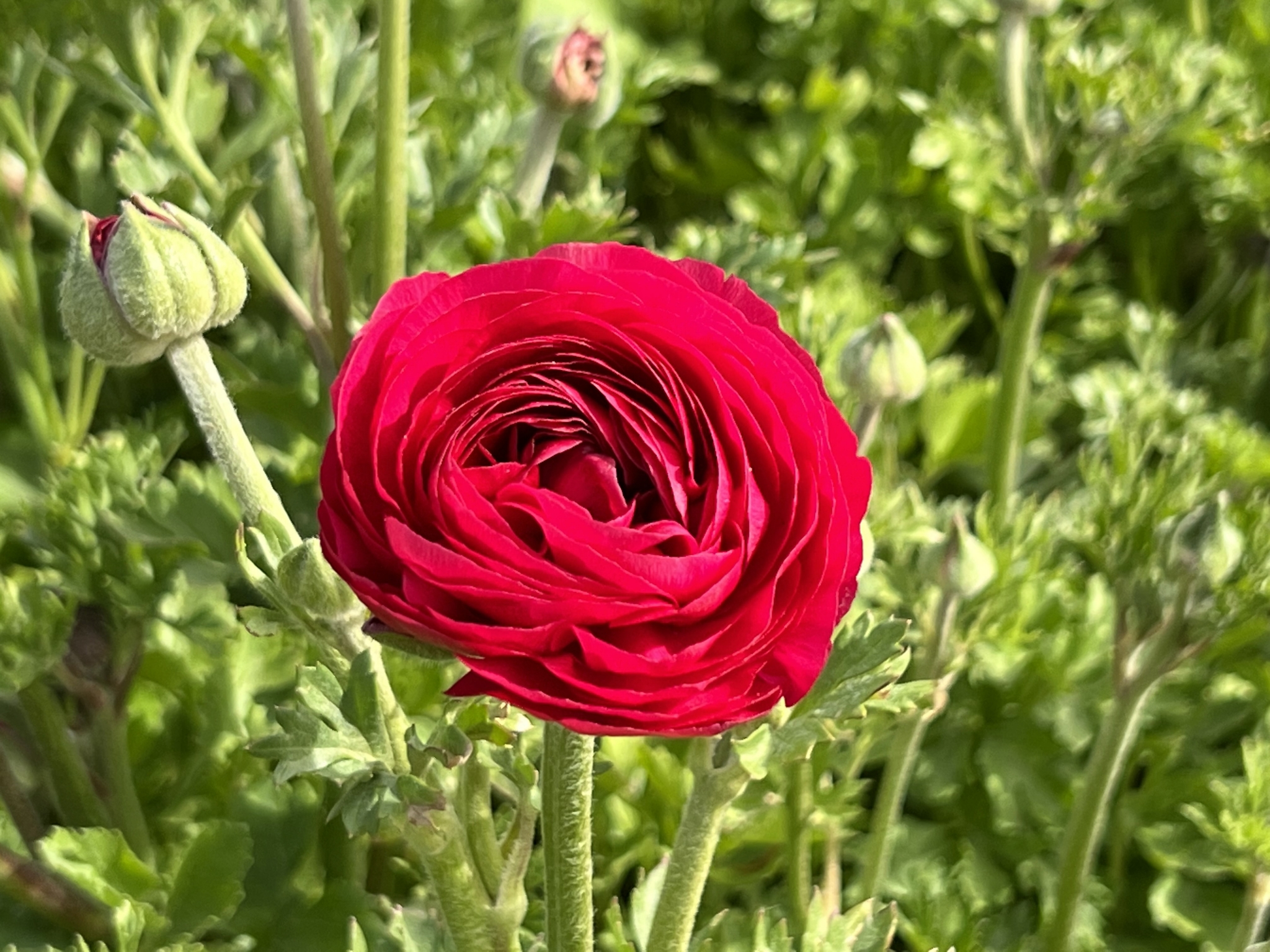the-flower-fields-hungryones-food-blog