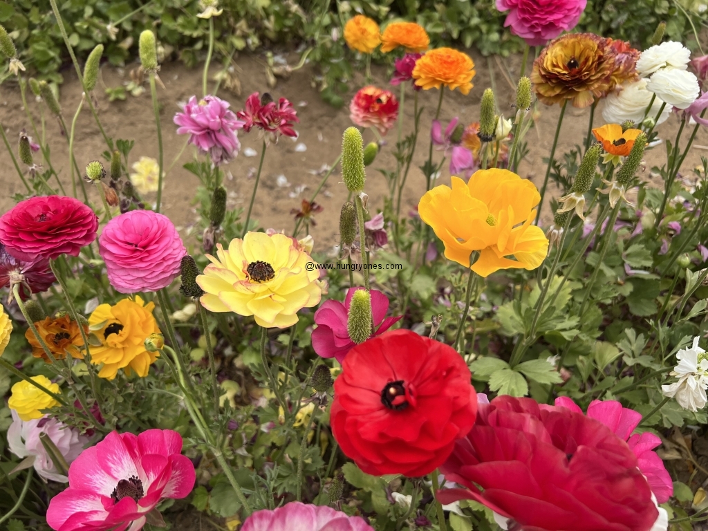 the-flower-fields-hungryones-food-blog